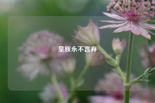 皇族永不言弃