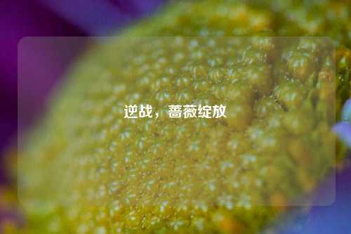 逆战，蔷薇绽放