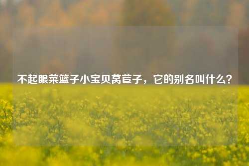 不起眼菜篮子小宝贝莴苣子，它的别名叫什么？