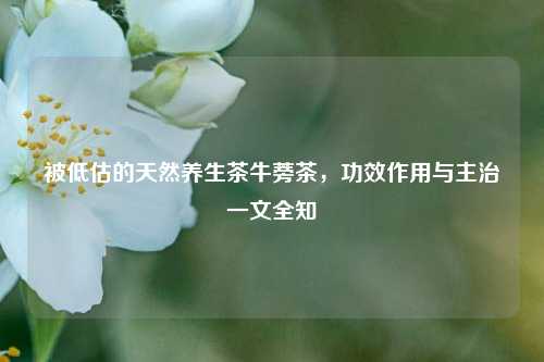 被低估的天然养生茶牛蒡茶，功效作用与主治一文全知