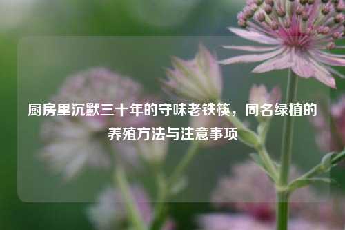 厨房里沉默三十年的守味老铁筷，同名绿植的养殖方法与注意事项
