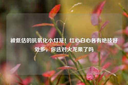 被低估的抗氧化小灯笼！红心白心各有绝技好处多，你选对火龙果了吗