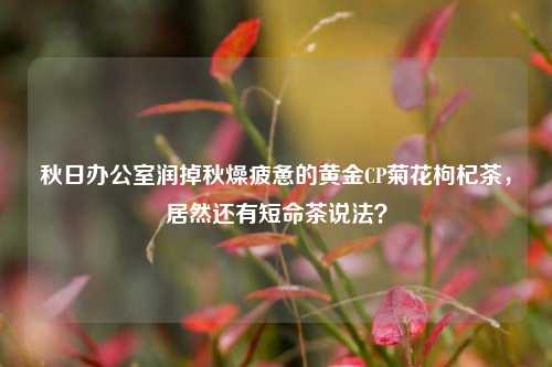 秋日办公室润掉秋燥疲惫的黄金CP菊花枸杞茶，居然还有短命茶说法？