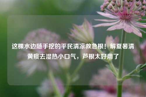 这棵水边随手挖的平民清凉救急根！解夏暑清黄痰去湿热小口气，芦根太好用了