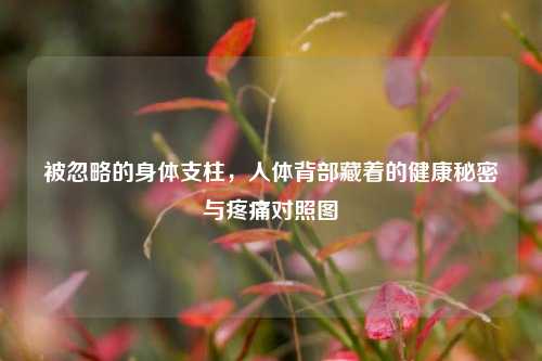 被忽略的身体支柱，人体背部藏着的健康秘密与疼痛对照图