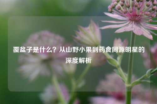 覆盆子是什么？从山野小果到药食同源明星的深度解析